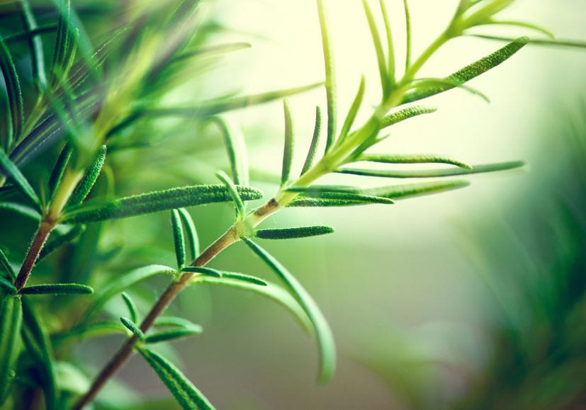 Rosemary benefits